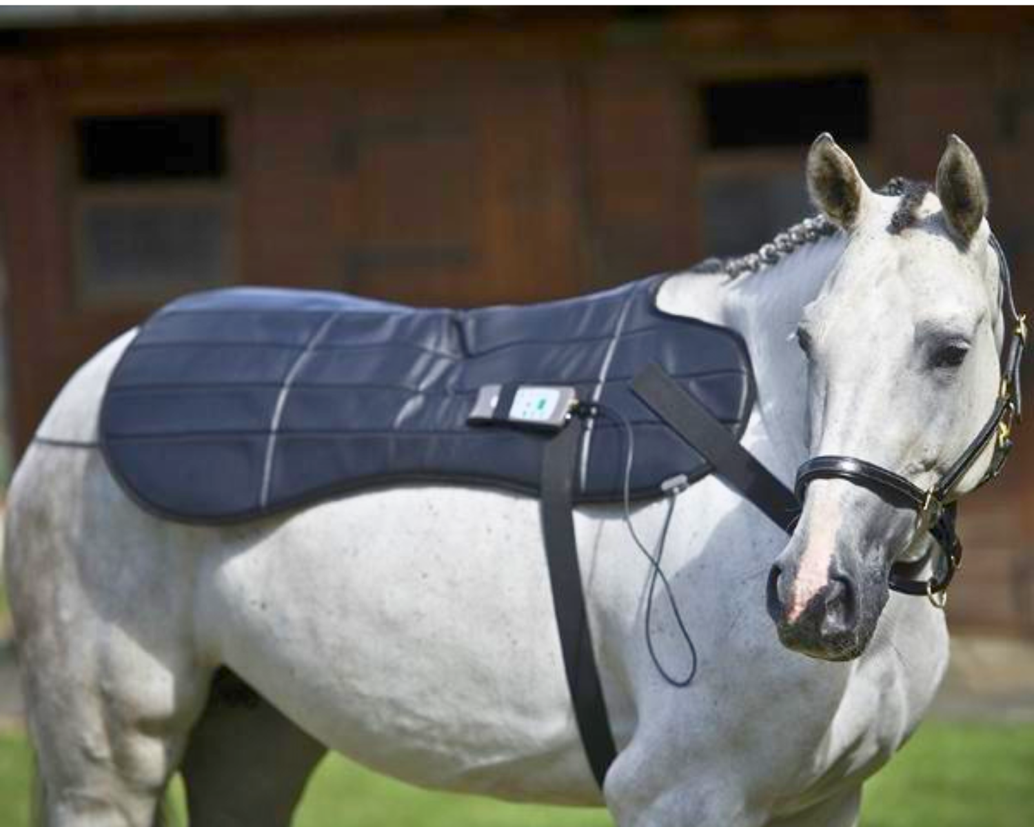 PEMF Therapy for Horses: Benefits, How It Works, and the Best OMI Devices (2026 Guide)