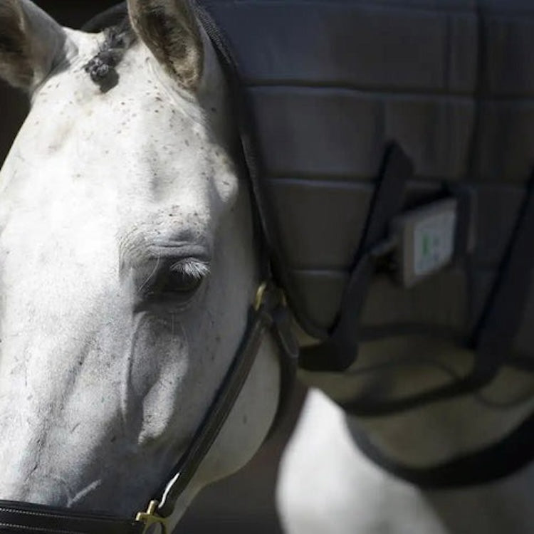 OMI PEMF Full Equine Package